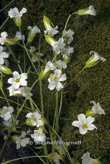 limnanthes douglasii 2 graphic